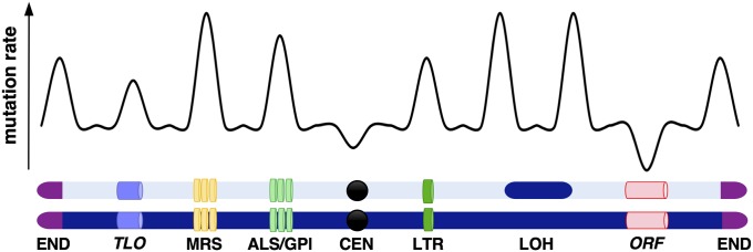 Fig. 7.