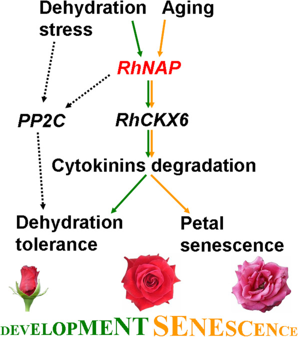 Fig. 8