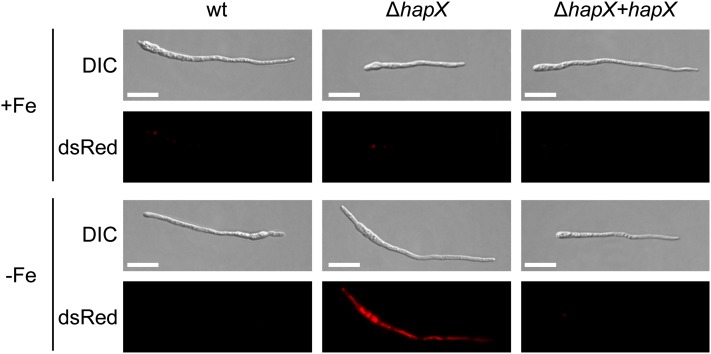 Figure 6.