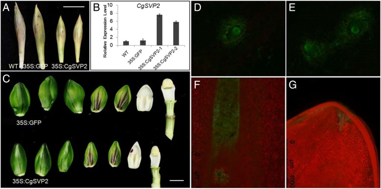 Fig. 8