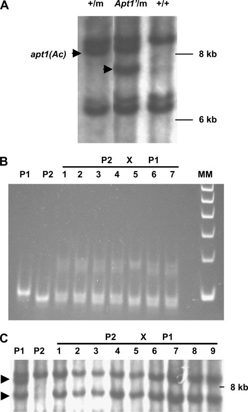 Figure 3.