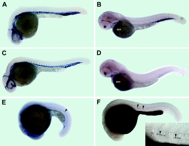 Figure 5.