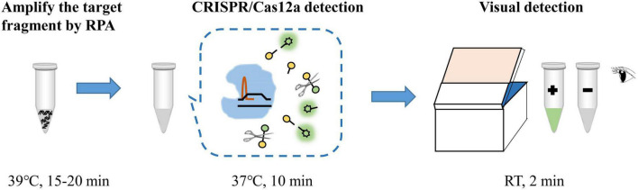 FIGURE 1