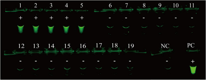 FIGURE 4