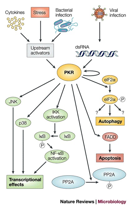 Box 1 | Signalling pathways involving PKR