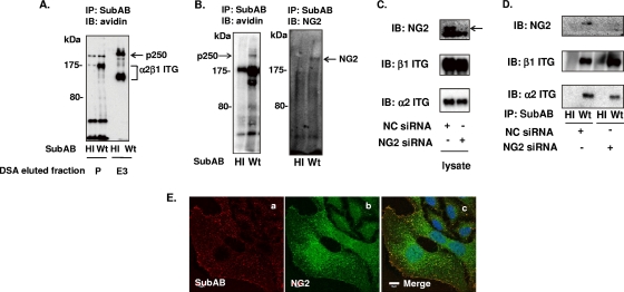 FIG. 2.