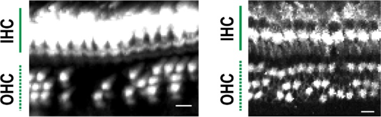 Appendix 2—figure 11.