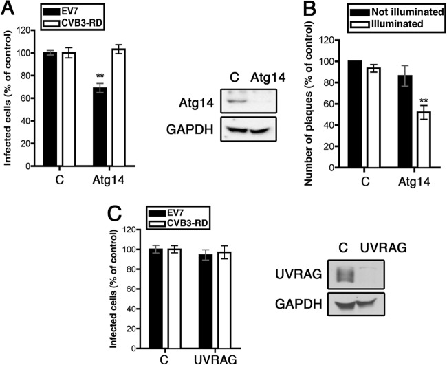 FIG 2