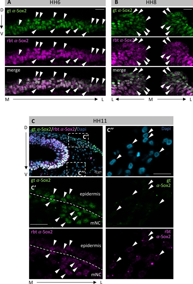 Figure 2—figure supplement 3.