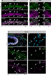 Figure 2—figure supplement 3.