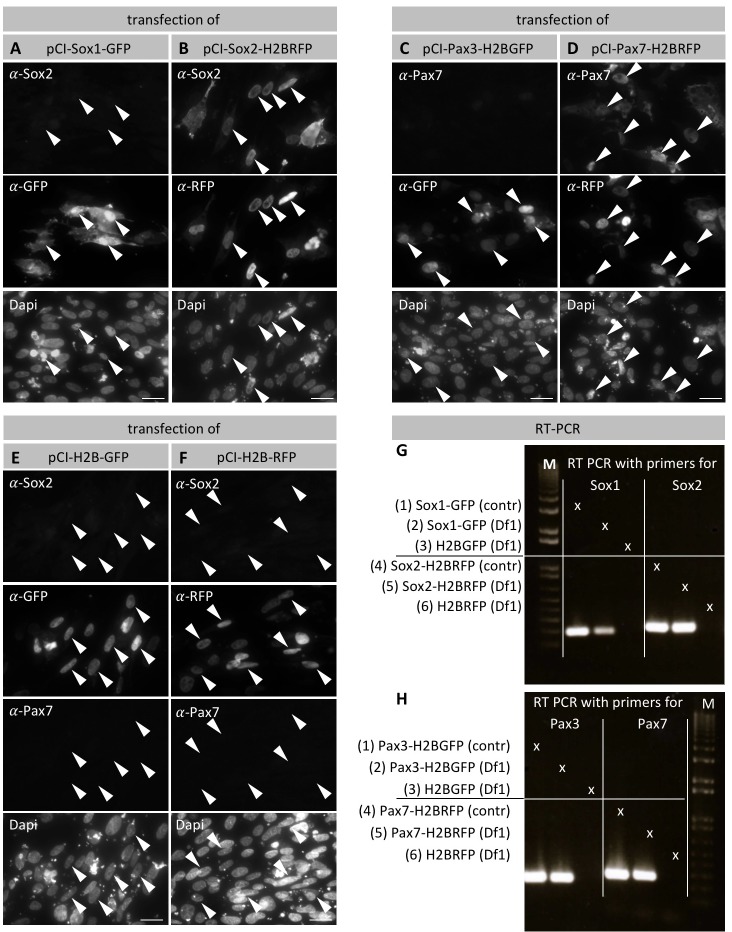 Figure 2—figure supplement 2.