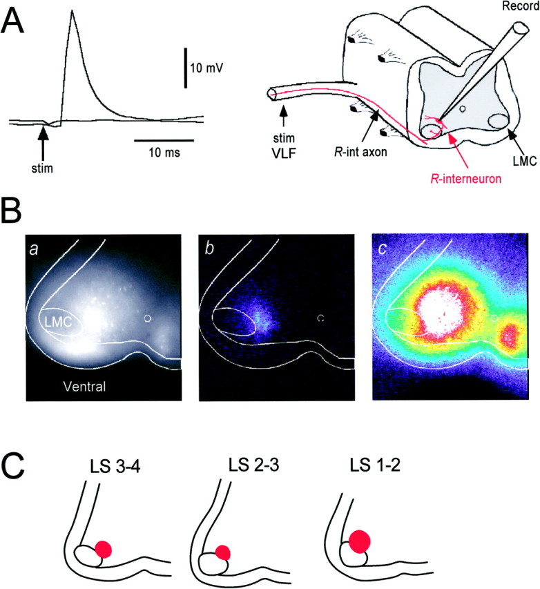 Fig. 6.