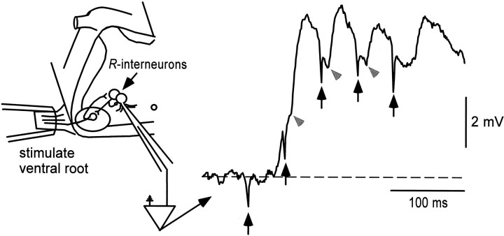 Fig. 8.