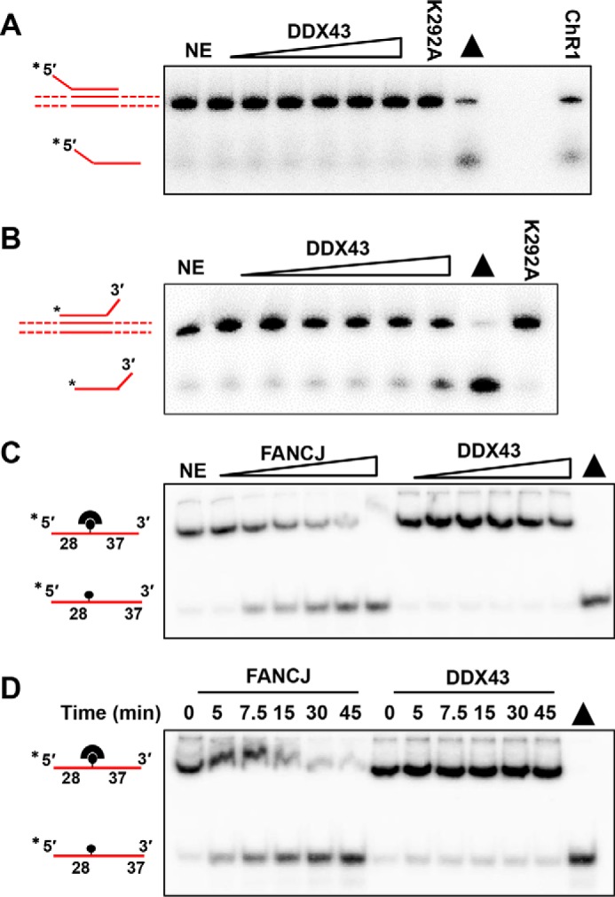 Figure 5.