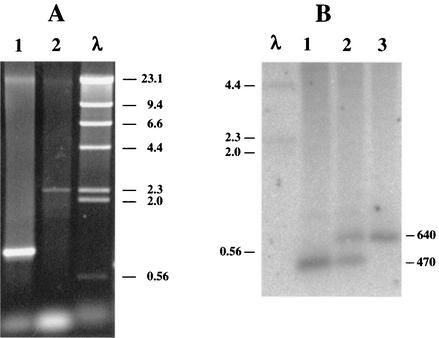 FIG. 2.