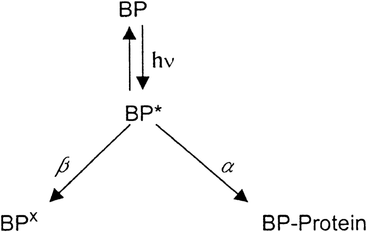 Scheme S1