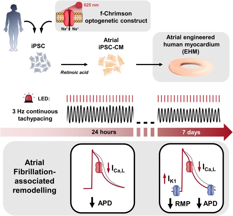 Graphical Abstract