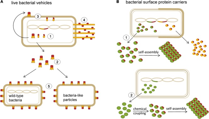 FIGURE 2