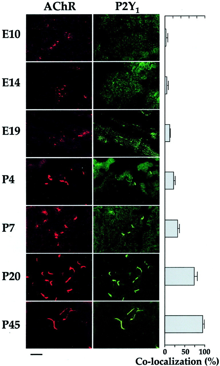 Fig. 8.