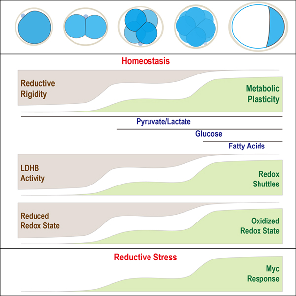 graphic file with name nihms-1734498-f0008.jpg