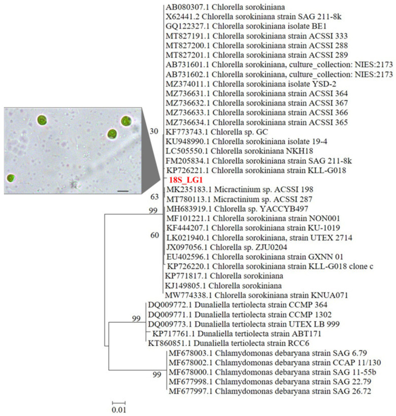 Figure 1