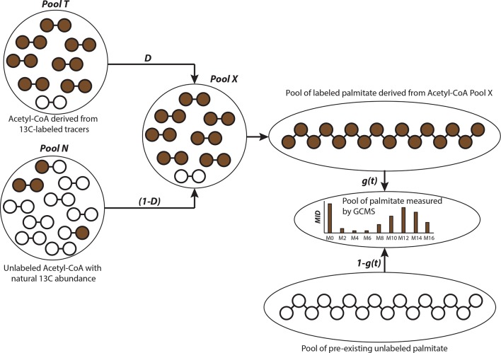 Figure 4—figure supplement 1.