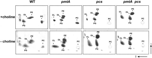 FIG. 2.