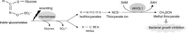 FIGURE 7.