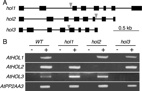 FIGURE 2.