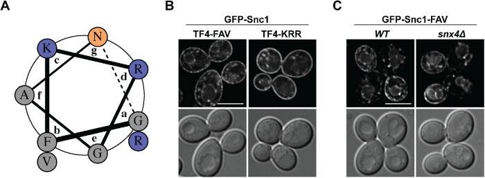 FIGURE 3: