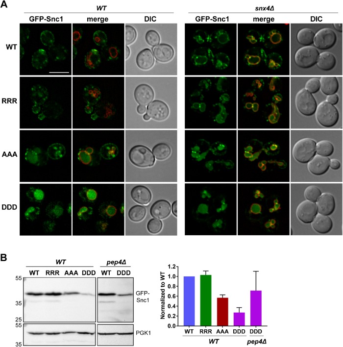 FIGURE 4: