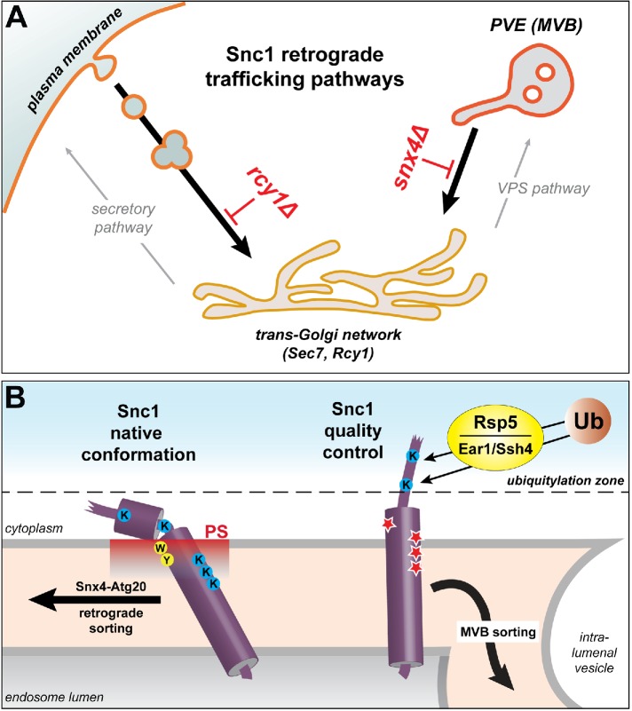 FIGURE 7: