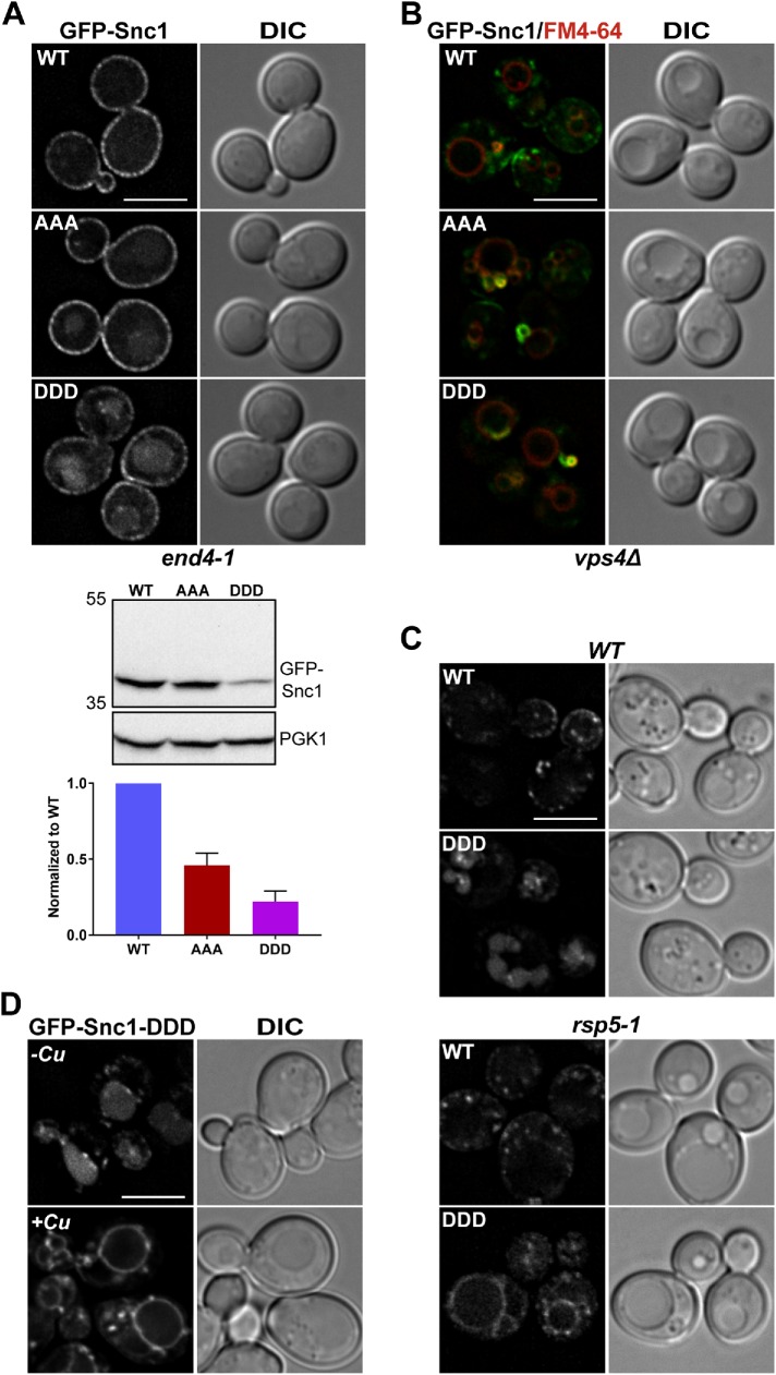 FIGURE 5: