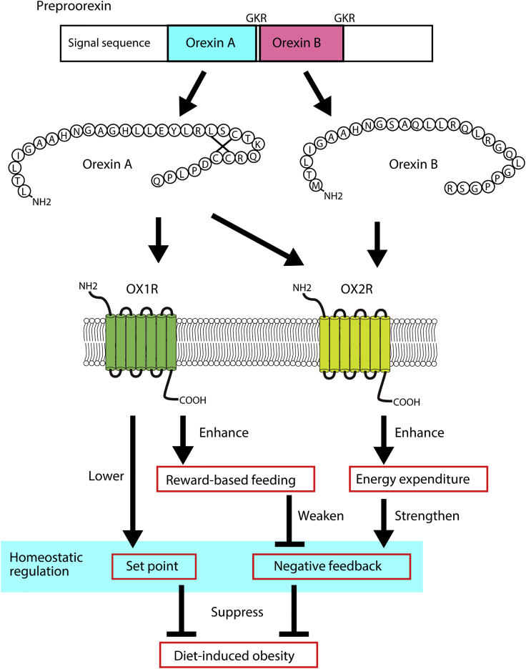 Figure 7