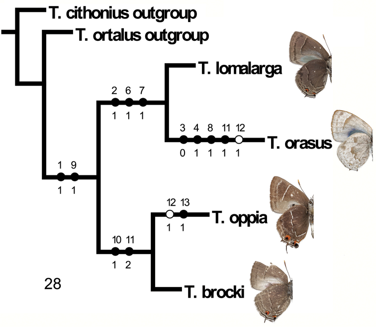 Figure 28.