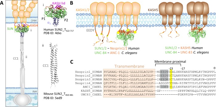 FIGURE 1: