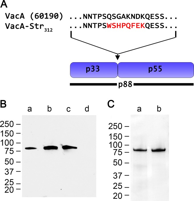 FIG 1