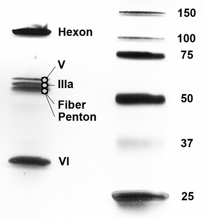 FIG 3