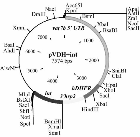 FIG. 1.