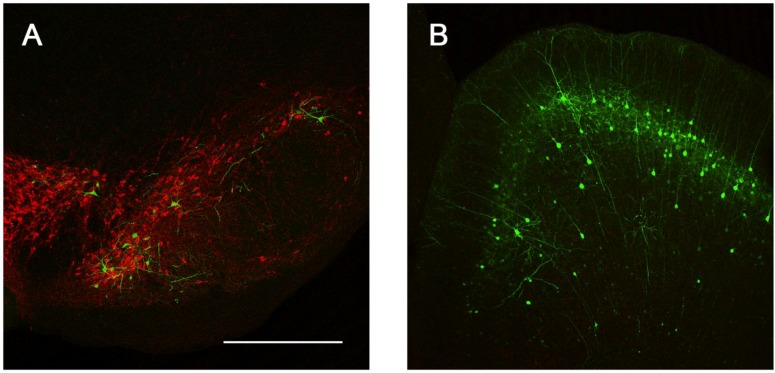 Figure 7