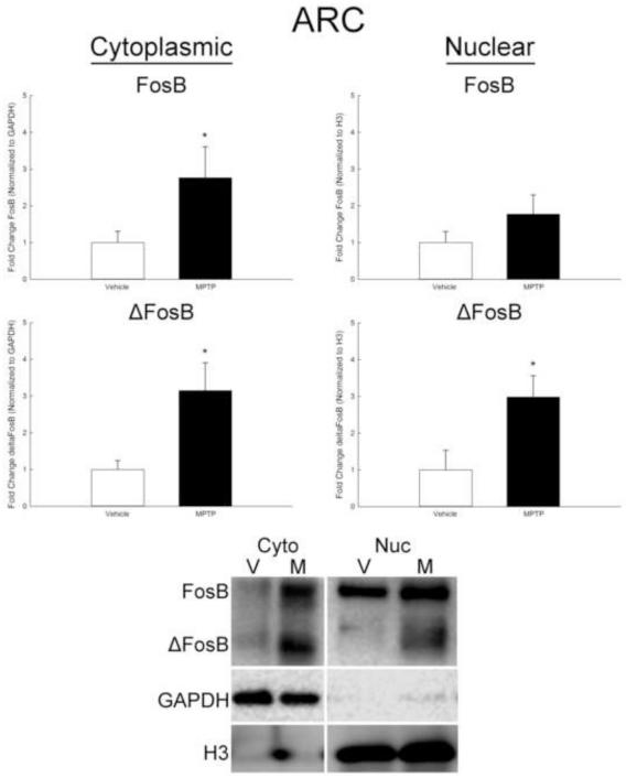 FosB and ΔFosB expression in brain regions containing differentially ...