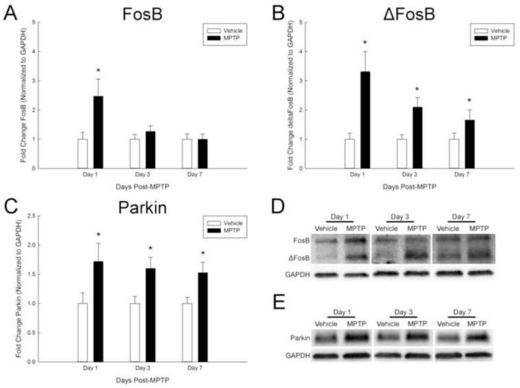 FosB and ΔFosB expression in brain regions containing differentially ...