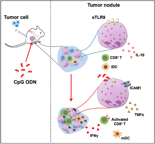 graphic file with name 262_2023_3451_Figa_HTML.jpg