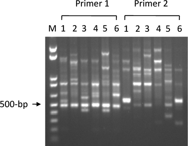 FIG. 1.