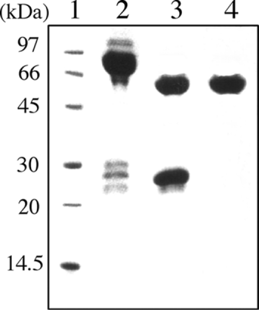 FIG. 1.