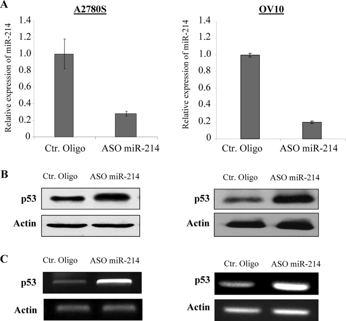 FIGURE 4.