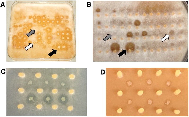 FIGURE 2