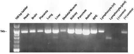 Figure  4