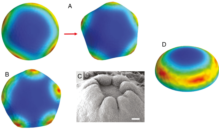 Fig. 5.