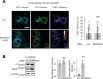 Figure 7—figure supplement 1.